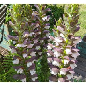 ACANTHUS MOLLIS MORNING CANDLE BEARS BREACHES PERENNIAL SEEDS - 5 SEEDS