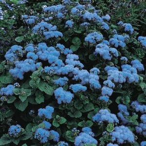 AGERATUM HOUSTONIANUM BLUE MINK SEEDS - 750 SEEDS AGERATUM HOUSTONIANUM BLUE MINK SEEDS - 750 SEEDS