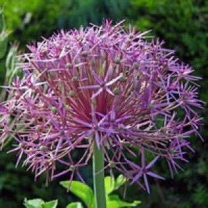 ALLIUM CHRISTOPHII SEEDS - STAR OF PERSIA - 25 SEEDS ALLIUM CHRISTOPHII SEEDS - STAR OF PERSIA - 25 SEEDS