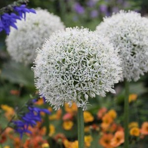 ALLIUM STIPITATUM WHITE MOUNT EVEREST - 25 SEEDS ALLIUM STIPITATUM WHITE MOUNT EVEREST - 25 SEEDS