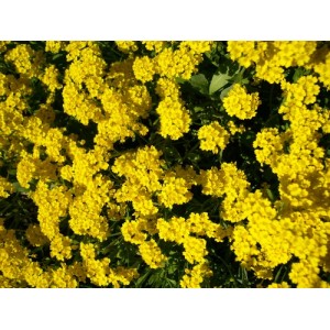 ALYSSUM MONTANUM MOUNTAIN GOLD PERENNIAL SEEDS - 200 SEEDS