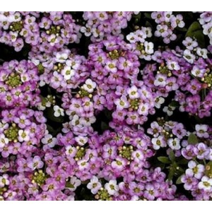 ALYSSUM ROYAL CARPET SEEDS - 500 SEEDS ALYSSUM ROYAL CARPET SEEDS - 500 SEEDS