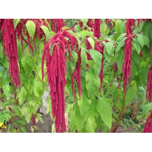AMARANTHUS CAUDATUS RED SEEDS - 750 SEEDS AMARANTHUS CAUDATUS RED SEEDS - 750 SEEDS