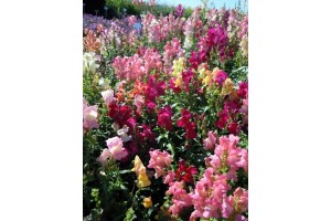 ANTIRRHINUM CHEERIO MIX SEEDS - MIXED COLOUR SNAPDRAGON SEEDS - 350 SEEDS