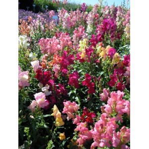 ANTIRRHINUM CHEERIO MIX SEEDS - MIXED COLOUR SNAPDRAGON SEEDS - 350 SEEDS ANTIRRHINUM CHEERIO MIX SEEDS - MIXED COLOUR SNAPDRAGON SEEDS - 350 SEEDS