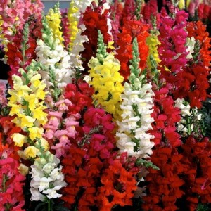 ANTIRRHINUM MAJUS MAXIMUM TALL MIX SEEDS - MIXED COLOURS SNAPDRAGON SEEDS - 500 SEEDS