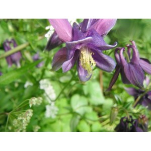 AQUILEGIA SEEDS - MIXED COLOURS - 250 SEEDS