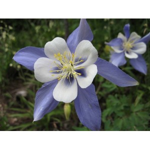AQUILEGIA CAERULEA COLUMBINE BLUE - 100 SEEDS
