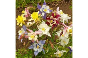 AQUILEGIA MCKANA GIANT HYBRIDS PERENNIAL SEEDS - 100 SEEDS