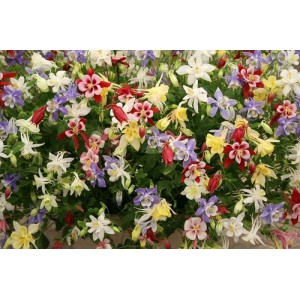 AQUILEGIA COLUMBINE VULGARIS DWARF MIX SEEDS - MIXED COLOUR - 100 SEEDS AQUILEGIA COLUMBINE VULGARIS DWARF MIX SEEDS - MIXED COLOUR - 100 SEEDS