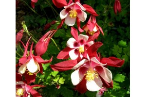 AQUILEGIA CAERULEA COLUMBINE CRIMSON STAR SEEDS - GRANNYS BONNET - 100 SEEDS