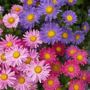 ASTER CHINA SINGLE MIX SEEDS - CALLISTEPHUS CHINENSIS MIXED COLOUR - 100 SEEDS ASTER CHINA SINGLE MIX SEEDS - CALLISTEPHUS CHINENSIS MIXED COLOUR - 100 SEEDS