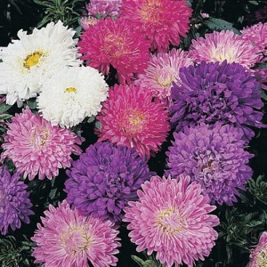 ASTER MILADY DWARF MIX SEEDS - CALLISTEPHUS CHINENSIS - MIXED COLOURS - 100 SEEDS ASTER MILADY DWARF MIX SEEDS - CALLISTEPHUS CHINENSIS - MIXED COLOURS - 100 SEEDS