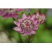 ASTRANTIA MAJOR BURGUNDY MANOR MASTERWORT PERENNIAL SEEDS - 25 SEEDS ASTRANTIA MAJOR BURGUNDY MANOR MASTERWORT PERENNIAL SEEDS - 25 SEEDS