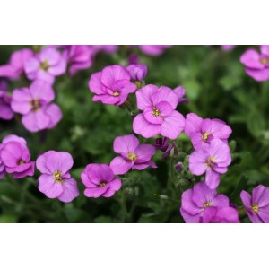 AUBRIETA LARGE FLOWERED HYBRID PERENNIAL SEEDS - 250 SEEDS AUBRIETA LARGE FLOWERED HYBRID PERENNIAL SEEDS - 250 SEEDS