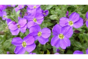 AUBRIETA ROYAL BLUE PERENNIAL SEEDS - 250 SEEDS
