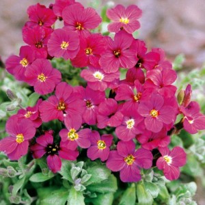 AUBRIETA ROYAL RED PERENNIAL SEEDS - 250 SEEDS AUBRIETA ROYAL RED PERENNIAL SEEDS - 250 SEEDS