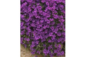 AUBRIETA ROYAL VIOLET PERENNIAL SEEDS - 250 SEEDS