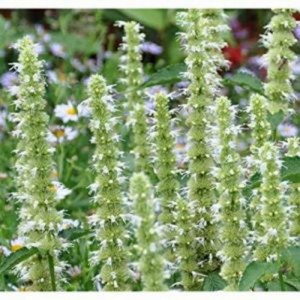 AGASTACHE MEXICANA WHITE GIANT HYSSOP SEEDS - 250 SEEDS