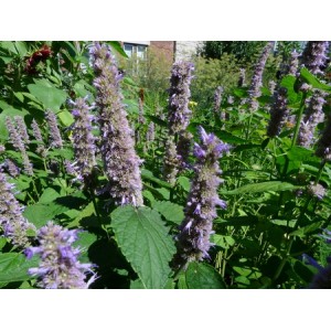 AGASTACHE MEXICANA GIANT HYSSOP LAVENDER BLUE - 250 SEEDS AGASTACHE MEXICANA GIANT HYSSOP LAVENDER BLUE - 250 SEEDS