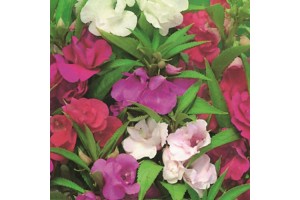 BALSAM DWARF BUSH FLOWERED MIX SEEDS -  DOUBLE FLOWERS - 100 SEEDS