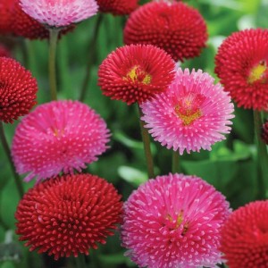 BELLIS POMPONETTE MIX (RED, WHITE & PINK MIX) PERENNIAL SEEDS - 100 SEEDS
