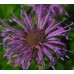BERGAMOT MONARDA FISTULOSA SEEDS - WILD BERGAMOT / BEE BALM - 250 SEEDS BERGAMOT MONARDA FISTULOSA SEEDS - WILD BERGAMOT / BEE BALM - 250 SEEDS