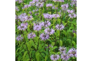 BERGAMOT MONARDA FISTULOSA SEEDS - WILD BERGAMOT / BEE BALM - 250 SEEDS