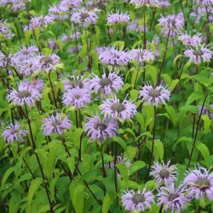 BERGAMOT MONARDA FISTULOSA SEEDS - WILD BERGAMOT / BEE BALM - 250 SEEDS BERGAMOT MONARDA FISTULOSA SEEDS - WILD BERGAMOT / BEE BALM - 250 SEEDS