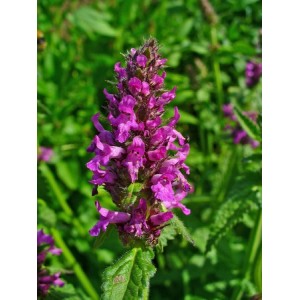 BETONY STACHYS - BETONICA OFFICINALIS - 100 SEEDS