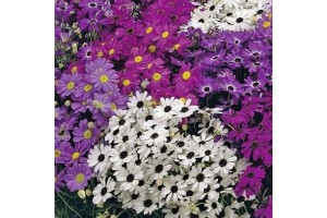 BRACHYSCOME IBERIDIFOLIA MIX SEEDS (SWAN RIVER DAISY / LITTLE MISSY) - 1000 SEEDS
