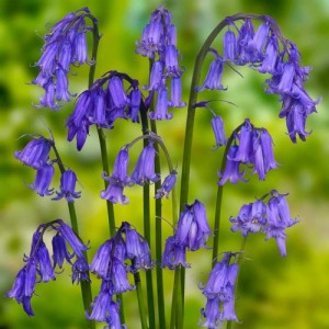NATIVE ENGLISH BLUEBELL SEEDS - HYACINTHOIDES NON SCRIPTA - 25 SEEDS NATIVE ENGLISH BLUEBELL SEEDS - HYACINTHOIDES NON SCRIPTA - 25 SEEDS