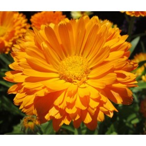 CALENDULA ORANGE KING POT MARIGOLD - 50 SEEDS CALENDULA ORANGE KING POT MARIGOLD - 50 SEEDS