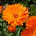 CALENDULA ORANGE KING POT MARIGOLD - 50 SEEDS CALENDULA ORANGE KING POT MARIGOLD - 50 SEEDS
