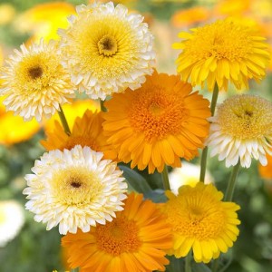 CALENDULA OFFICINALIS KINGLET FORMULA MIX SEEDS - POT MARIGOLD - 50 SEEDS