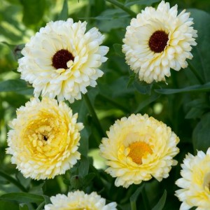 CALENDULA OFFICINALIS SNOW PRINCESS SEEDS - CREAM WHITE POT MARIGOLD - 50 SEEDS