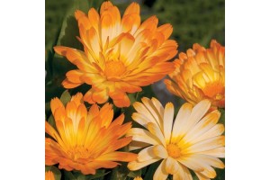CALENDULA OFFICINALIS OOPSY DAISY SEEDS - YELLOW & CREAM POT MARIGOLD - 50 SEEDS