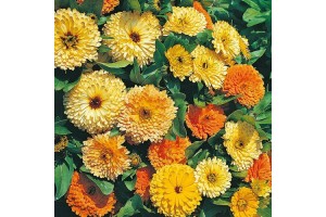 CALENDULA OFFICINALIS ART SHADES SEEDS - ORANGE YELLOW CREAM POT MARIGOLD - 50 SEEDS