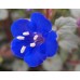 CALIFORNIA BLUEBELL - PHACELIA CAMPANULARIA - DESERT BLUEBELL - 250 SEEDS CALIFORNIA BLUEBELL - PHACELIA CAMPANULARIA - DESERT BLUEBELL - 250 SEEDS