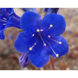 CALIFORNIA BLUEBELL - PHACELIA CAMPANULARIA - DESERT BLUEBELL - 250 SEEDS CALIFORNIA BLUEBELL - PHACELIA CAMPANULARIA - DESERT BLUEBELL - 250 SEEDS
