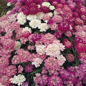 IBERIS UMBELLATA - CANDYTUFT DWARF FAIRY MIX - 250 SEEDS