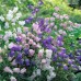 CANTERBURY BELLS SEEDS - CUP AND SAUCER MIX - CAMPANULA MEDIUM - 500 SEEDS