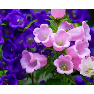 CANTERBURY BELLS SEEDS - CUP AND SAUCER MIX - CAMPANULA MEDIUM - 500 SEEDS
