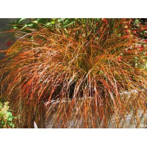 CAREX TESTACEA PRAIRIE FIRE ORNAMENTAL GRASS - 50 SEEDS CAREX TESTACEA PRAIRIE FIRE ORNAMENTAL GRASS - 50 SEEDS