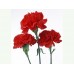 CARNATION SCARLET RED - DIANTHUS CARYOPHYLLUS - 50 SEEDS
