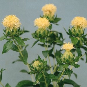 CARTHAMUS TINCTORIUS WHITE GRENADE SEEDS - IVORY WHITE SAFFRON FLOWER THISTLE - 20 SEEDS