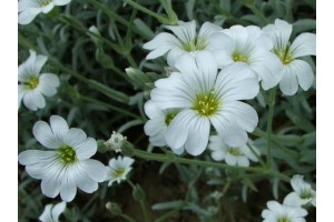 CERASTIUM TOMENTOSUM SEEDS - SNOW IN SUMMER SEEDS - WHITE FLOWERS - 250 SEEDS