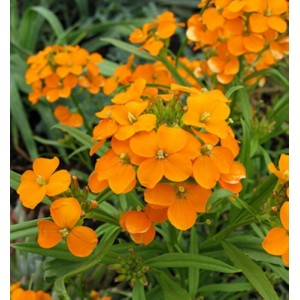 CHEIRANTHUS ALLIONII ORANGE SEEDS - SIBERIAN WALLFLOWER PERENNIAL SEEDS - 100 SEEDS CHEIRANTHUS ALLIONII ORANGE SEEDS - SIBERIAN WALLFLOWER PERENNIAL SEEDS - 100 SEEDS