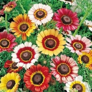CHRYSANTHEMUM CARINATUM PAINTED DAISY - 100 SEEDS CHRYSANTHEMUM CARINATUM PAINTED DAISY - 100 SEEDS