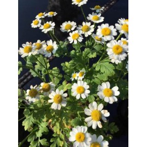 CHRYSANTHEMUM TANACETUM PARTHENIUM SEEDS - FEVERFEW - 100 SEEDS